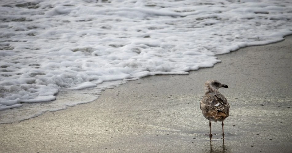 Best 10 Beaches in San Francisco